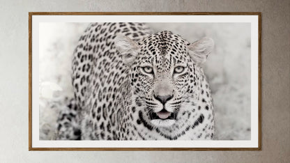 Natural Wood Kiaat framed artwork of a portrait of a leopard by Francoise V Fine Art Gallery in Cape Town, South Africa