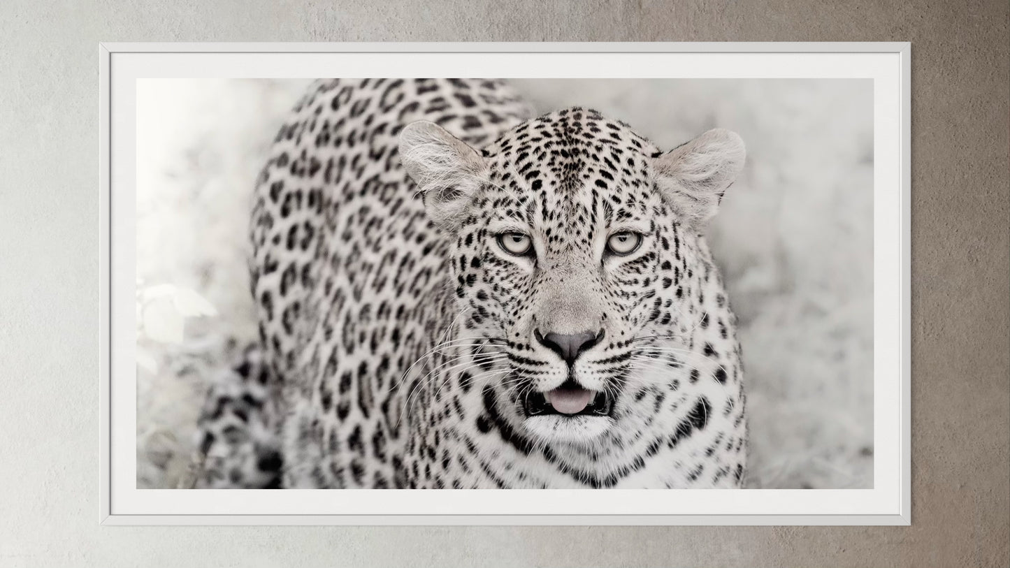 White box-framed artwork print of a portrait of a leopard by Francoise V Fine Art Gallery in Cape Town, South Africa