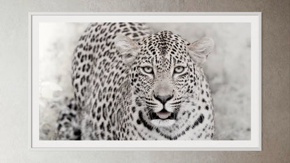 White box-framed artwork print of a portrait of a leopard by Francoise V Fine Art Gallery in Cape Town, South Africa