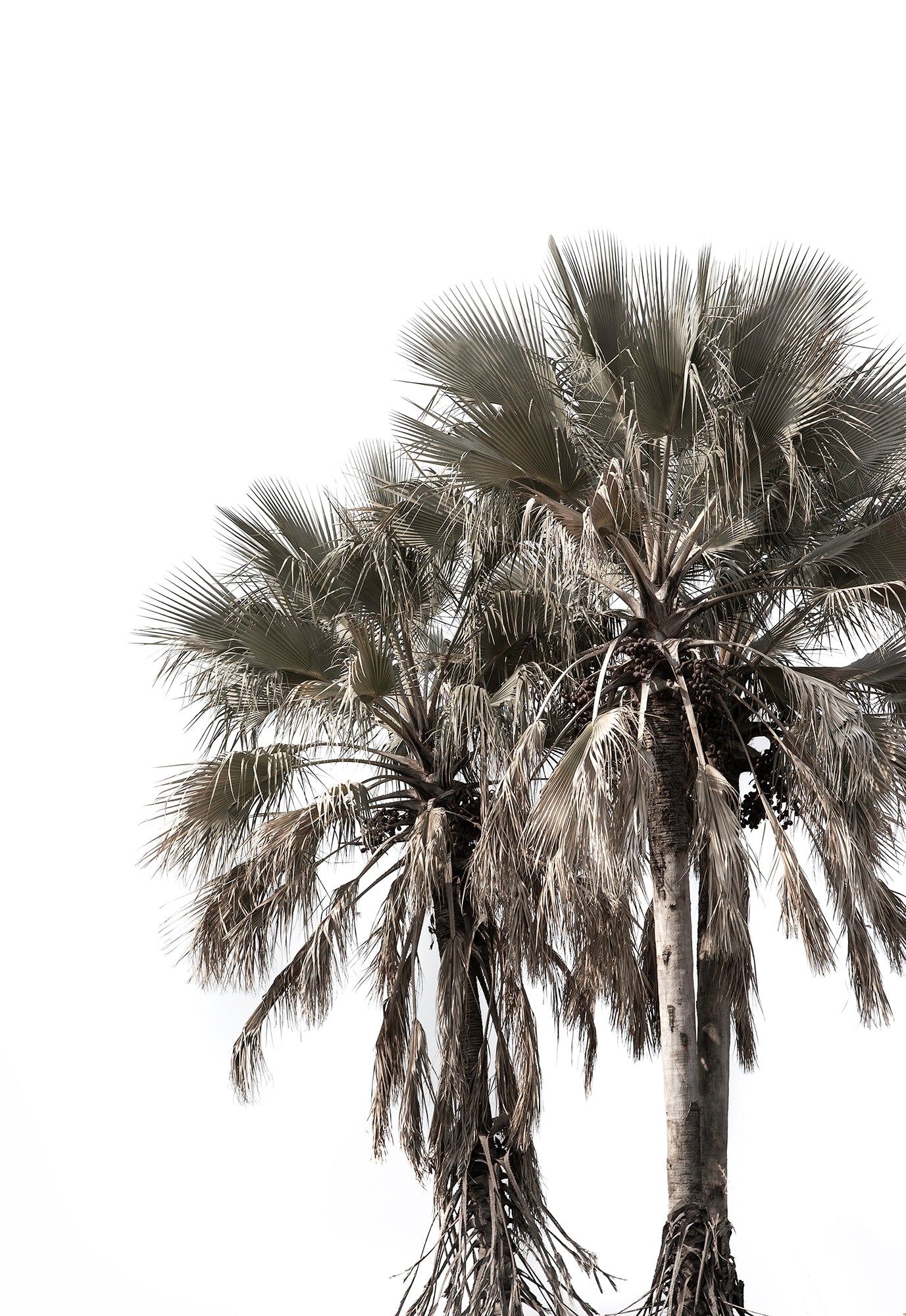 Artwork print of a portrait of palm trees with a clear sky by Francoise V Fine Art Gallery in Cape Town, South Africa