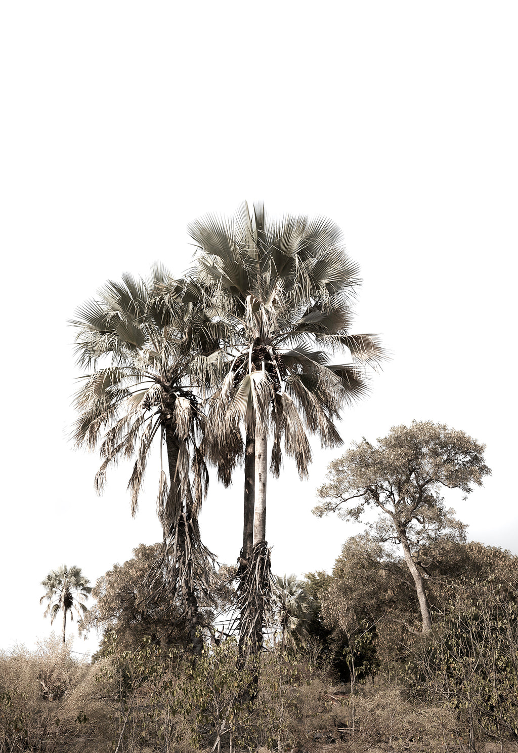 Artwork print of a portrait of palm trees with a clear sky by Francoise V Fine Art Gallery in Cape Town, South Africa