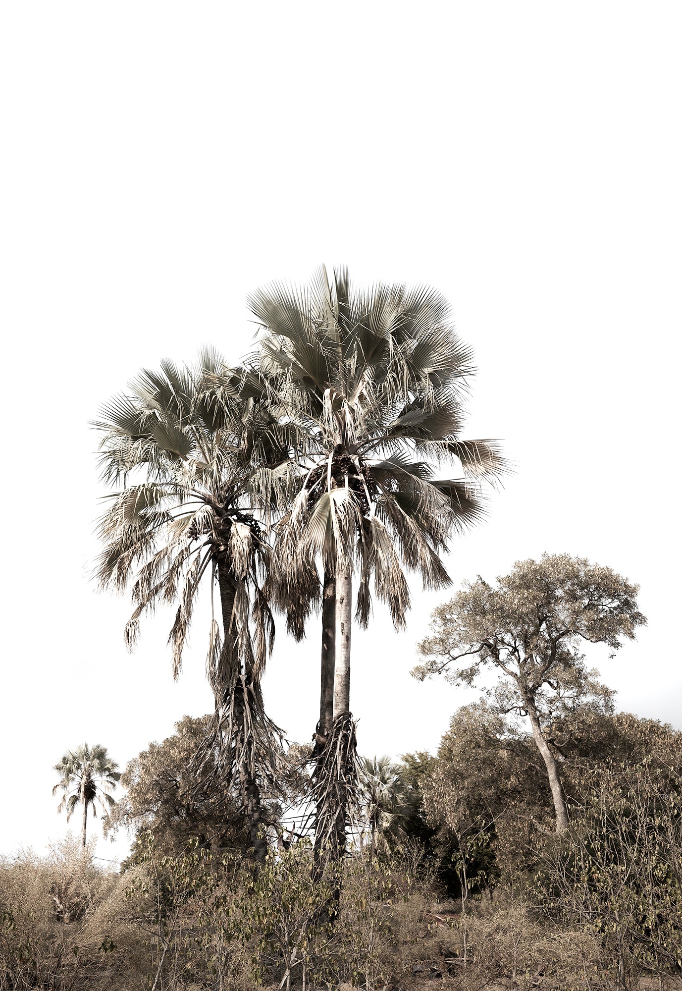 Artwork print of a portrait of palm trees with a clear sky by Francoise V Fine Art Gallery in Cape Town, South Africa