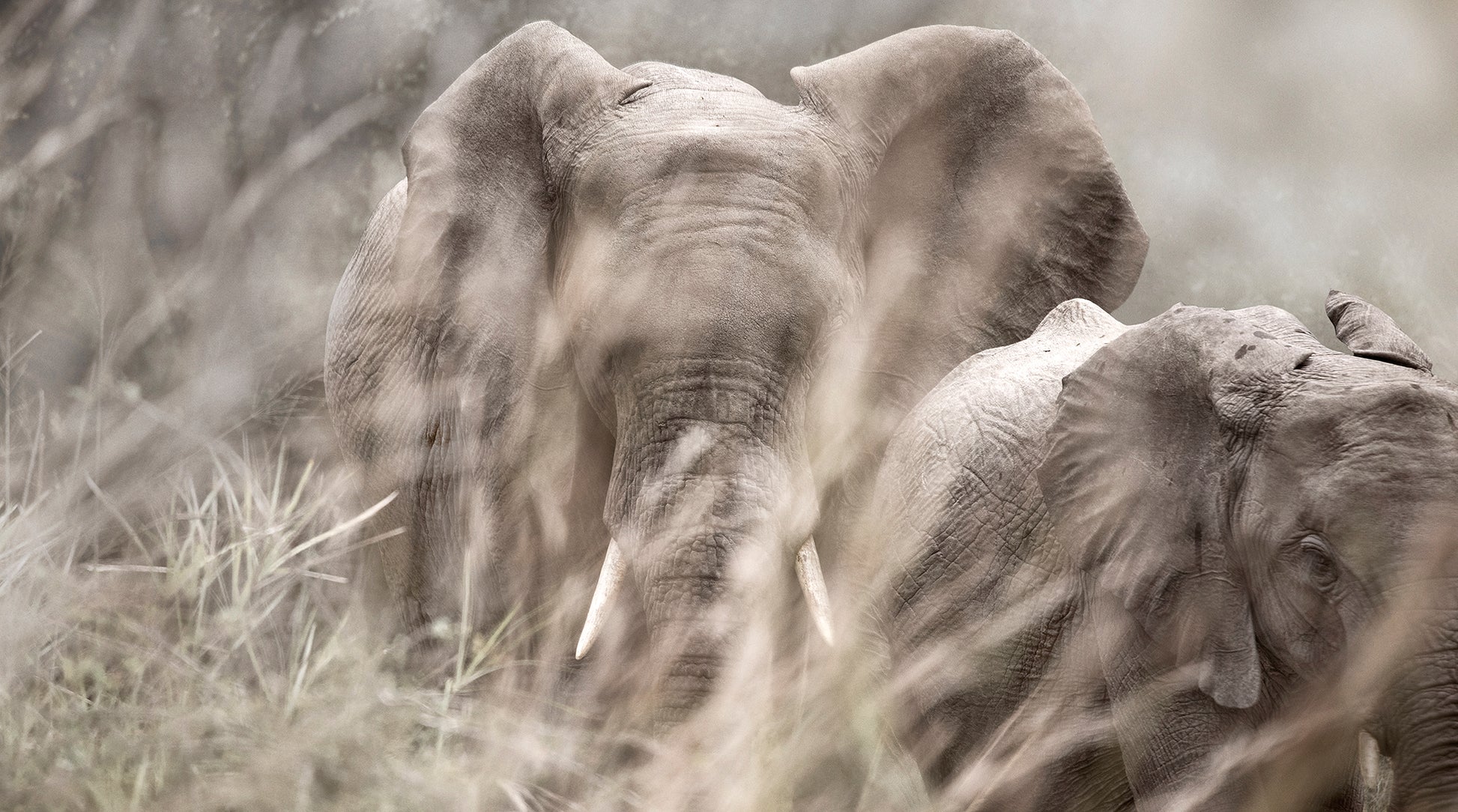 Artwork print of a portrait of two elephants behind blurred grass by Francoise V Fine Art Gallery in Cape Town, South Africa