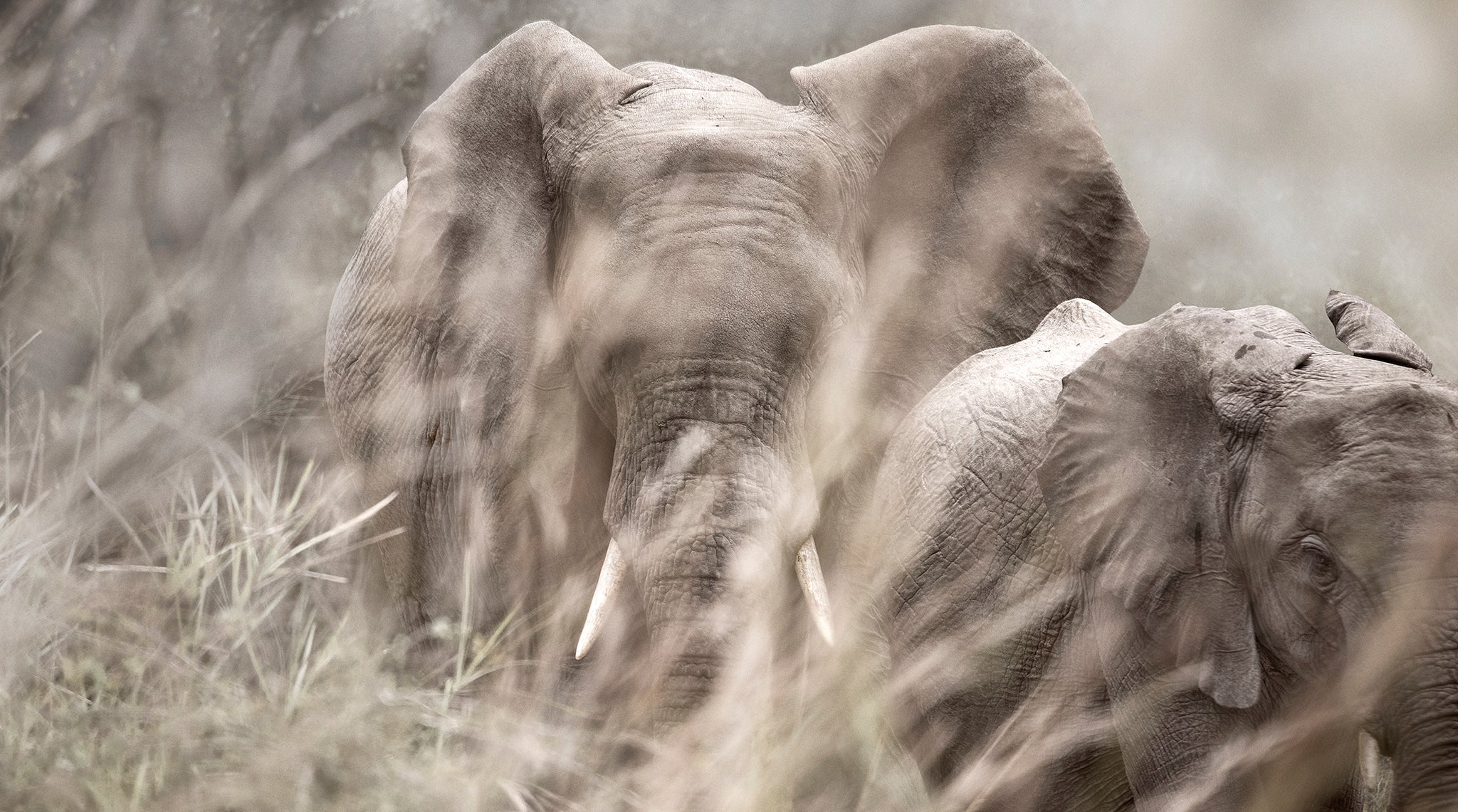 Artwork print of a portrait of two elephants behind blurred grass by Francoise V Fine Art Gallery in Cape Town, South Africa