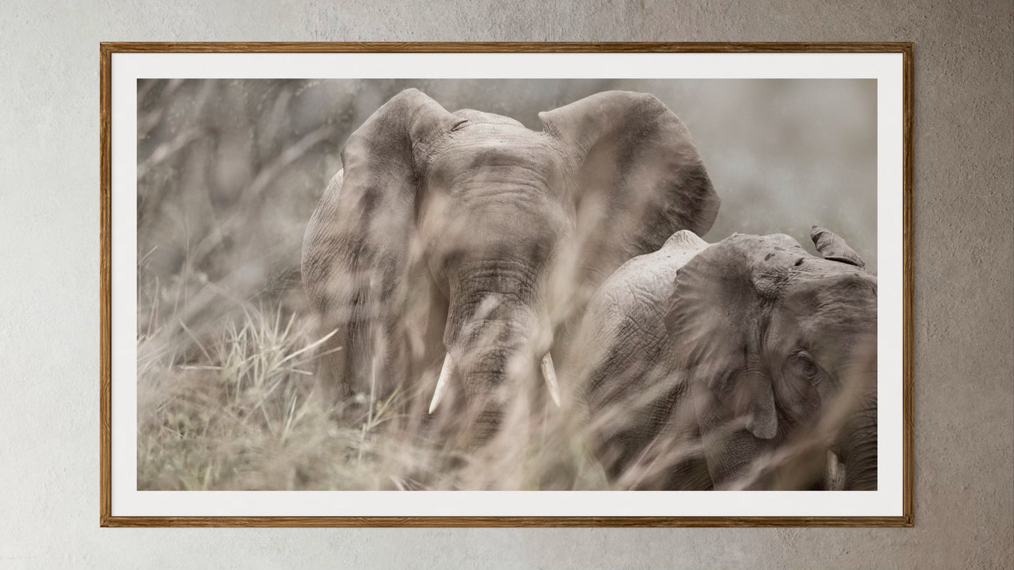 Natural Wood Kiaat framed artwork of a portrait of two elephants behind blurred grass by Francoise V Fine Art Gallery in Cape Town, South Africa