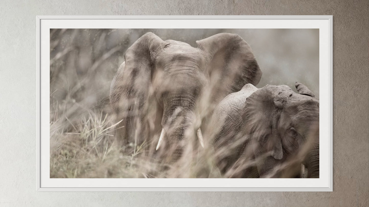 White box-framed artwork print of a portrait of two elephants behind blurred grass by Francoise V Fine Art Gallery in Cape Town, South Africa