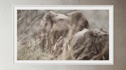 White box-framed artwork print of a portrait of two elephants behind blurred grass by Francoise V Fine Art Gallery in Cape Town, South Africa